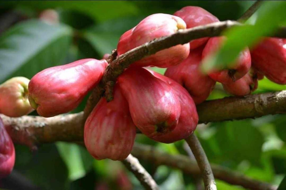 Pomarosa Wax Jambu Red Live Fruit Tree (Syzygium jambos) 1-2ft Tall Outdoor - Image 3