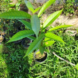 Pomarosa Wax Jambu Red Live Fruit Tree (Syzygium jambos) 1-2ft Tall Outdoor - Image 4