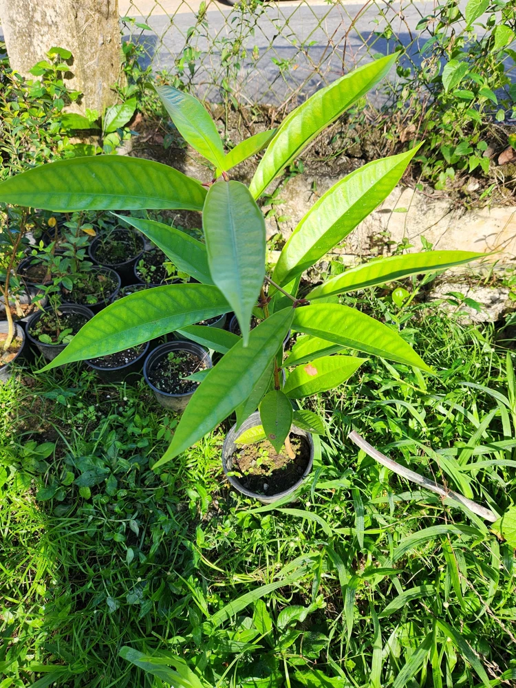 Pomarosa Wax Jambu Red Live Fruit Tree (Syzygium jambos) 1-2ft Tall Outdoor - Image 4
