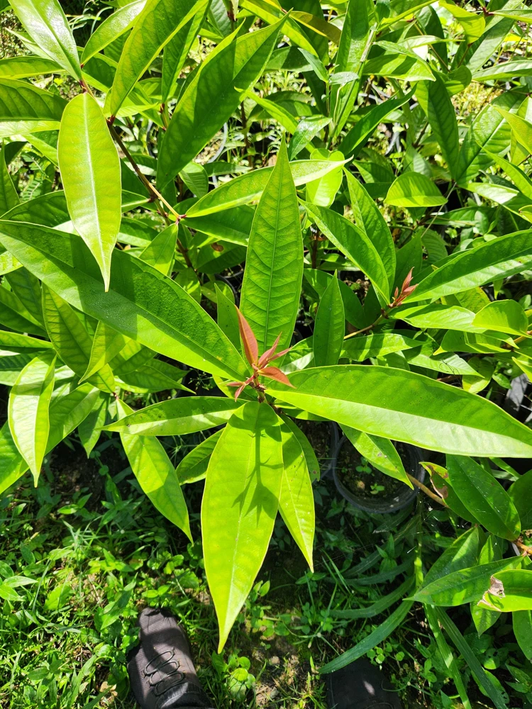 Pomarosa Wax Jambu Red Live Fruit Tree (Syzygium jambos) 1-2ft Tall Outdoor - Image 5