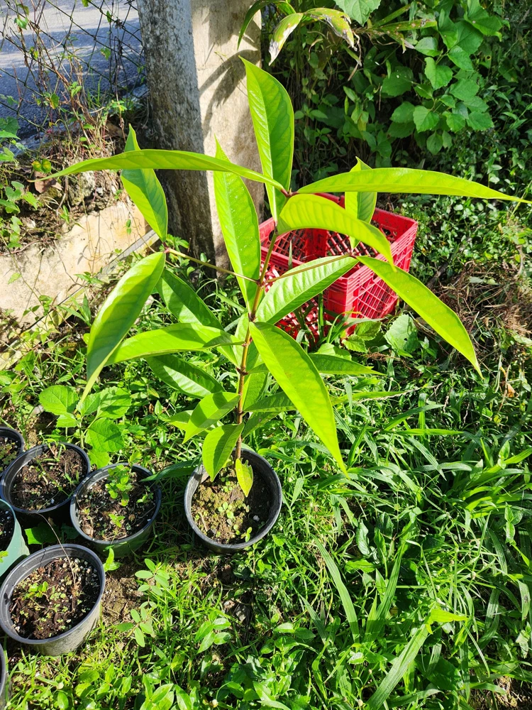 Pomarosa Wax Jambu Red Live Fruit Tree (Syzygium jambos) 1-2ft Tall Outdoor - Image 6
