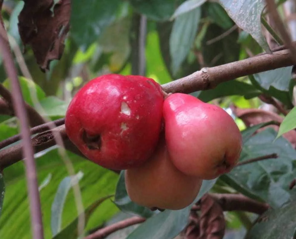 Pomarosa Wax Jambu Red Live Fruit Tree (Syzygium jambos) 1-2ft Tall Outdoor - Image 1