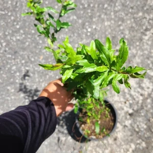 Pomegranate Tree Live Plant (Punica granatum) - 1-2 ft Tropical Fruit - Image 3