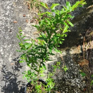 Pomegranate Tree Live Plant (Punica granatum) - 1-2 ft Tropical Fruit - Image 5