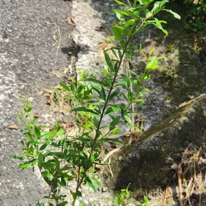 Pomegranate Tree Live Plant - Punica granatum - 2-3ft Tall Tropical Fruit Tree - Image 6