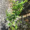 Pomegranate Tree Live Plant - Punica granatum - 2-3ft Tall Tropical Fruit Tree - Image 1