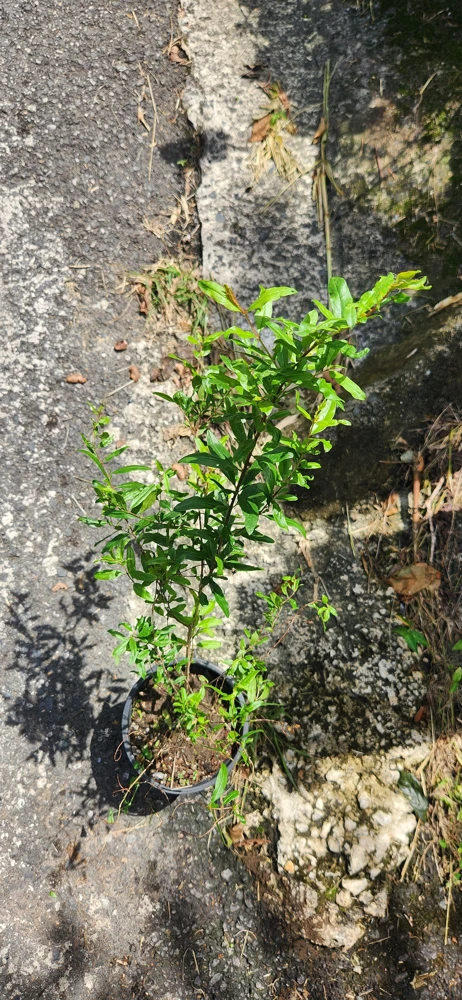Pomegranate Tree Live Plant - Punica granatum - 2-3ft Tall Tropical Fruit Tree - Image 1