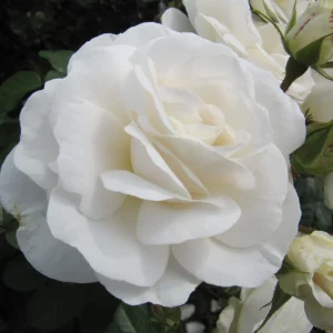 Prosperity White Climbing Rose Live Plant – Fragrant, Perennial Bush, 4-6 Inch Tall - Image 2
