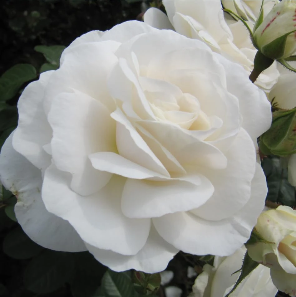 Prosperity White Climbing Rose Live Plant – Fragrant, Perennial Bush, 4-6 Inch Tall - Image 2