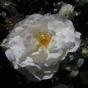Prosperity White Climbing Rose Live Plant – Fragrant, Perennial Bush, 4-6 Inch Tall - Image 3