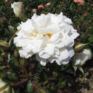 Prosperity White Climbing Rose Live Plant – Fragrant, Perennial Bush, 4-6 Inch Tall - Image 4