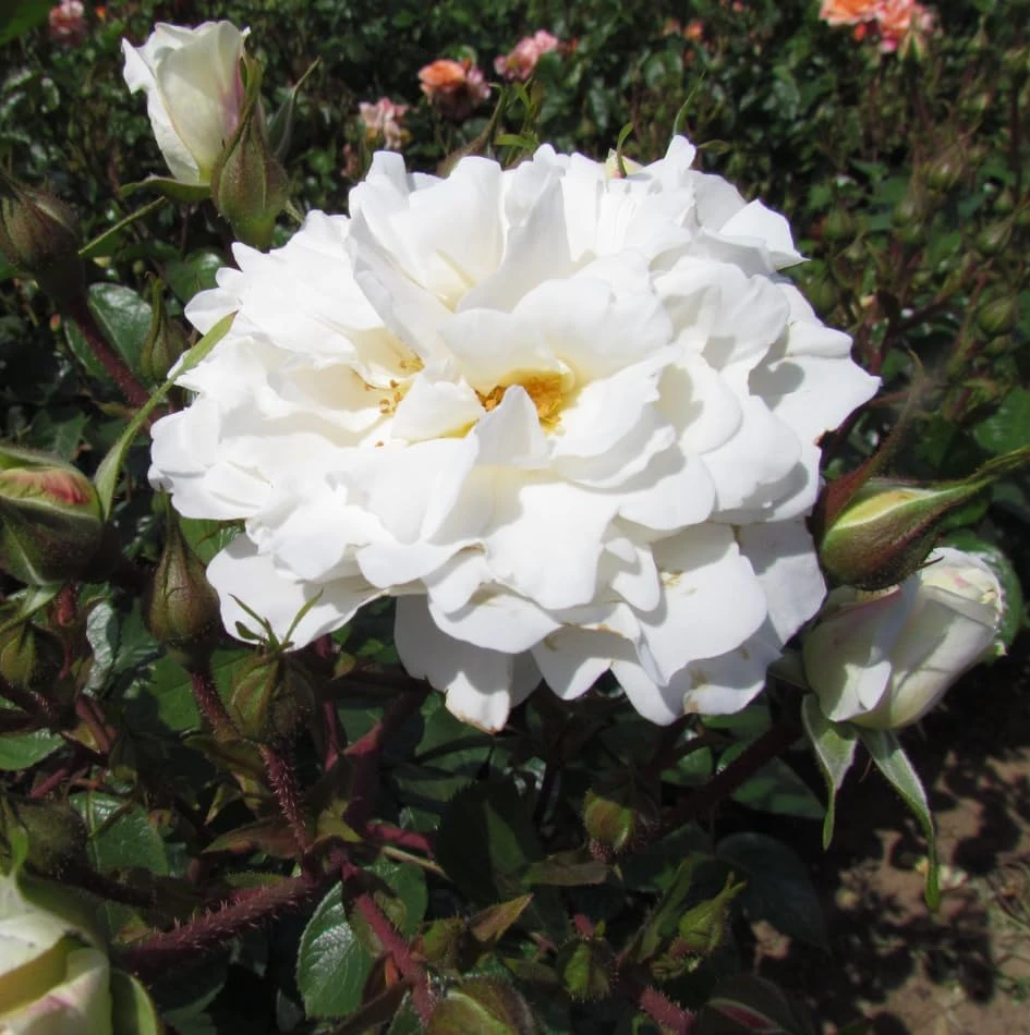 Prosperity White Climbing Rose Live Plant – Fragrant, Perennial Bush, 4-6 Inch Tall - Image 4