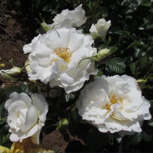 Prosperity White Climbing Rose Live Plant – Fragrant, Perennial Bush, 4-6 Inch Tall - Image 5