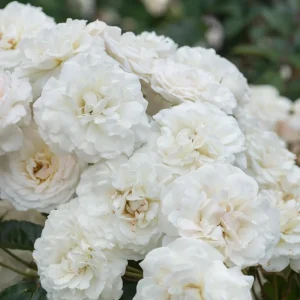 Prosperity White Climbing Rose Live Plant – Fragrant, Perennial Bush, 4-6 Inch Tall - Image 6
