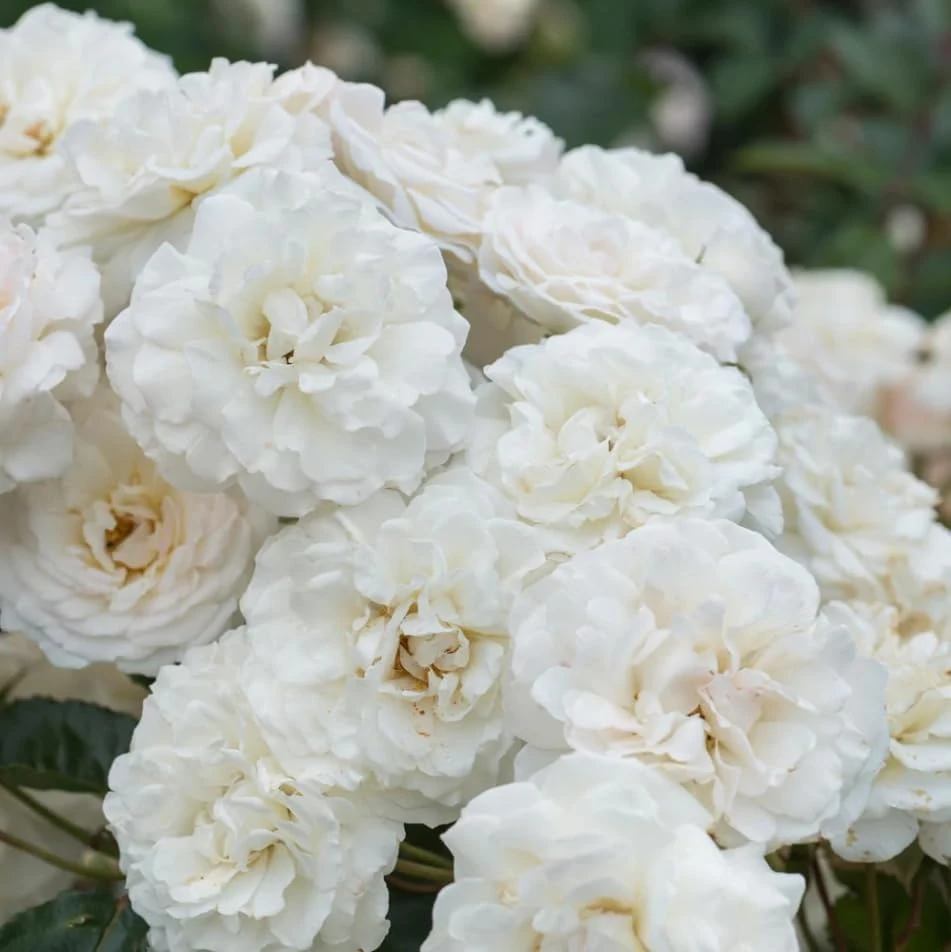 Prosperity White Climbing Rose Live Plant – Fragrant, Perennial Bush, 4-6 Inch Tall - Image 6