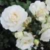Prosperity White Climbing Rose Live Plant – Fragrant, Perennial Bush, 4-6 Inch Tall - Image 1