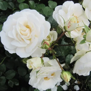 Prosperity White Climbing Rose Live Plant – Fragrant, Perennial Bush, 4-6 Inch Tall - Image 1