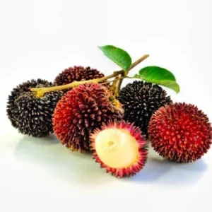 Pulasan Live Fruit Tree - Nephelium Mutabile - 30-38 inch Plant - Image 2
