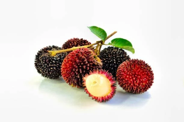 Pulasan Live Fruit Tree - Nephelium Mutabile - 30-38 inch Plant - Image 2