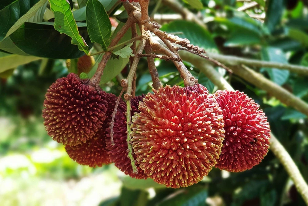 Pulasan Live Fruit Tree - Nephelium Mutabile - 30-38 inch Plant - Image 3