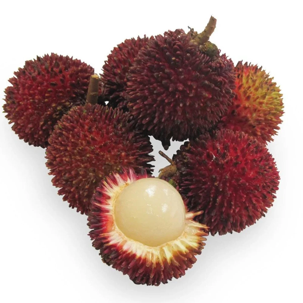 Pulasan Live Fruit Tree - Nephelium Mutabile - 30-38 inch Plant - Image 4