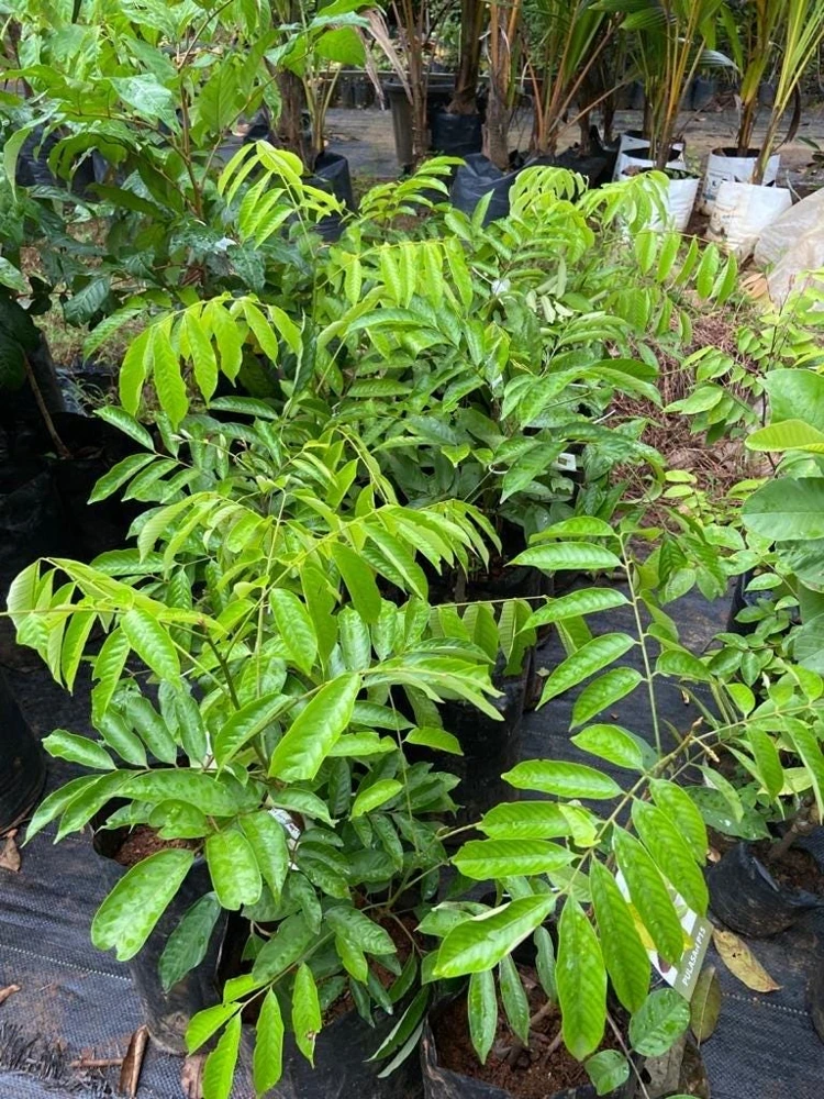 Pulasan Live Fruit Tree - Nephelium Mutabile - 30-38 inch Plant - Image 5