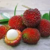 Pulasan Live Fruit Tree - Nephelium Mutabile - 30-38 inch Plant - Image 1