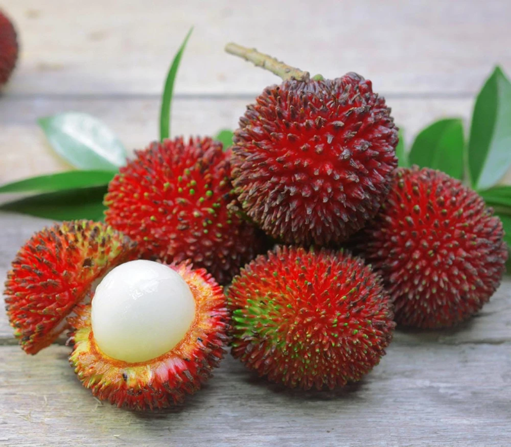 Pulasan Live Fruit Tree - Nephelium Mutabile - 30-38 inch Plant - Image 1