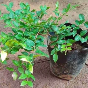 Purple Jaboticaba Live Fruit Tree - Plinia cauliflora - 14-20 inches Tall - Image 2