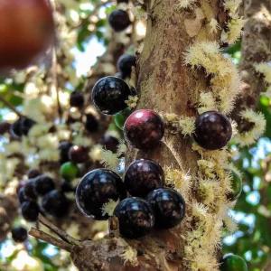 Purple Jaboticaba Live Fruit Tree - Plinia cauliflora - 14-20 inches Tall - Image 1