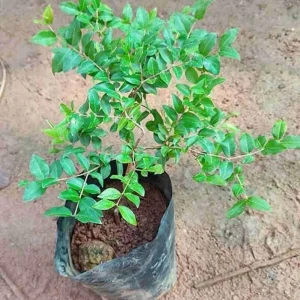 Purple Jaboticaba Live Fruit Tree (Plinia cauliflora) 14-24 inches - Image 4