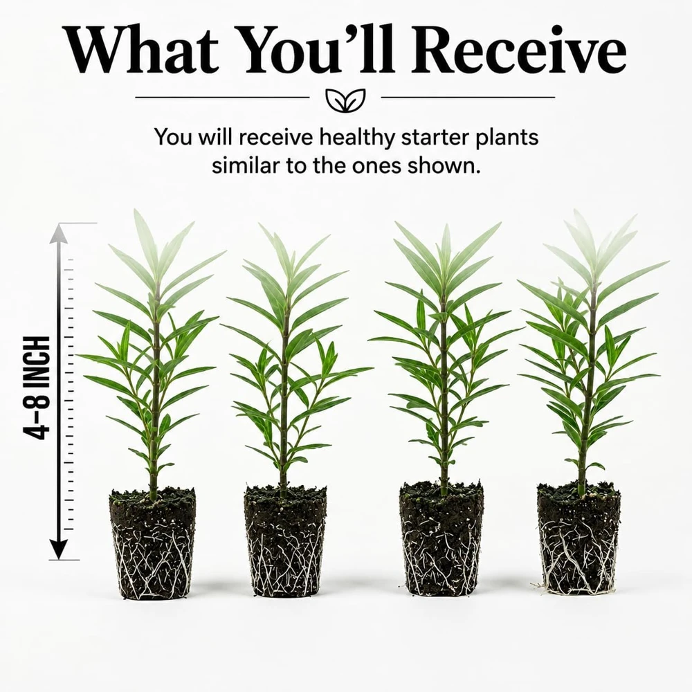 Purple Milkweed Plants Live Set of 4, Asclepias, Perennial, 4-8 Inch Tall - Image 2