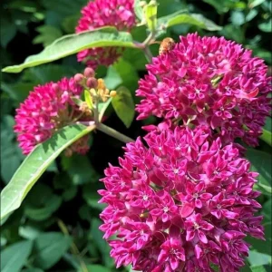 Purple Milkweed Plants Live Set of 4, Asclepias, Perennial, 4-8 Inch Tall - Image 4