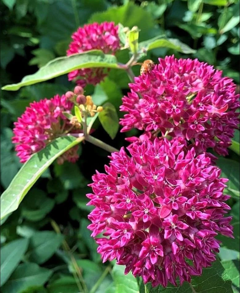 Purple Milkweed Plants Live Set of 4, Asclepias, Perennial, 4-8 Inch Tall - Image 4