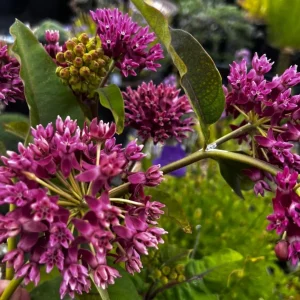 Purple Milkweed Plants Live Set of 4, Asclepias, Perennial, 4-8 Inch Tall - Image 5