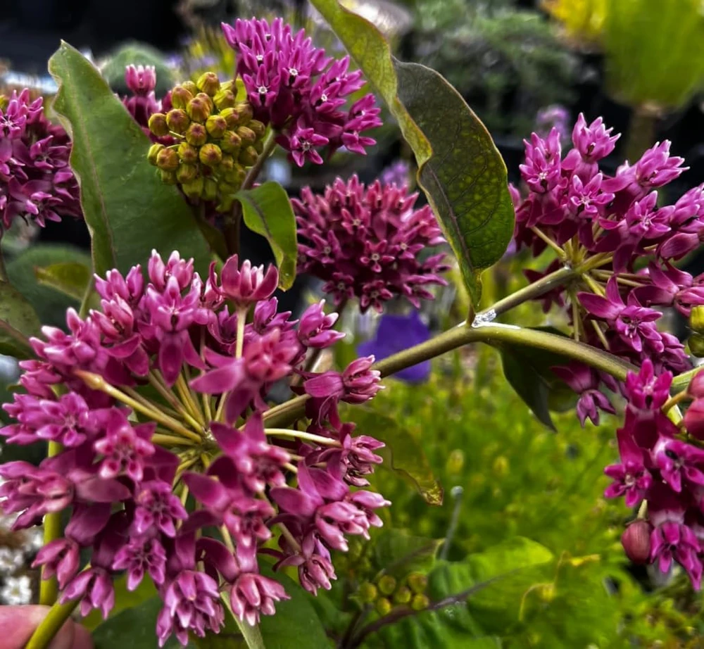 Purple Milkweed Plants Live Set of 4, Asclepias, Perennial, 4-8 Inch Tall - Image 5