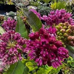 Purple Milkweed Plants Live Set of 4, Asclepias, Perennial, 4-8 Inch Tall - Image 6