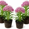 Purple Milkweed Plants Live Set of 4, Asclepias, Perennial, 4-8 Inch Tall - Image 1