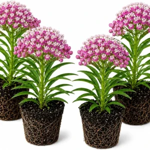 Purple Milkweed Plants Live Set of 4, Asclepias, Perennial, 4-8 Inch Tall - Image 1