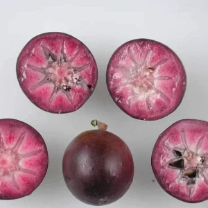 Purple Star Apple Live Fruit Tree - Chrysophyllum Cainito - 10-24 inch - Image 2