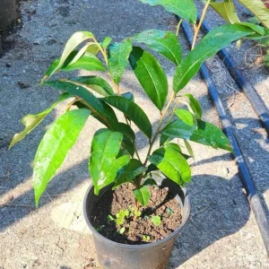 Purple Star Apple Live Fruit Tree - Chrysophyllum Cainito - 10-24 inch - Image 3