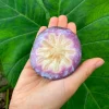 Purple Star Apple Live Fruit Tree - Chrysophyllum Cainito - 10-24 inch - Image 1