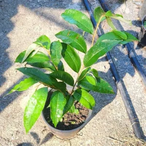 Purple Star Apple Live Fruit Tree - Chrysophyllum Cainito - 10-24 inch - Image 5