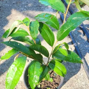 Purple Star Apple Live Fruit Tree - Chrysophyllum Cainito - 10-24 inch - Image 6