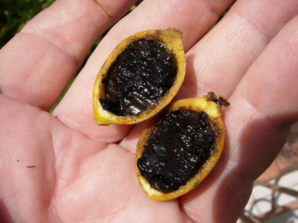 Randia Formosa Live Plant - Blackberry Jam Fruit Tree (10 inch-1ft) - Image 3