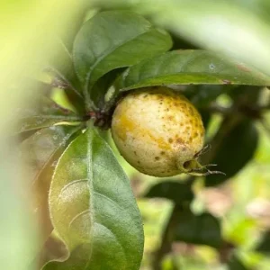 Randia Formosa Live Plant - Blackberry Jam Fruit Tree (10 inch-1ft) - Image 4