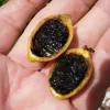 Randia Formosa Live Plant – Blackberry Jam Fruit Tree – 10-12 inches tall – Edible Fruit - Image 1