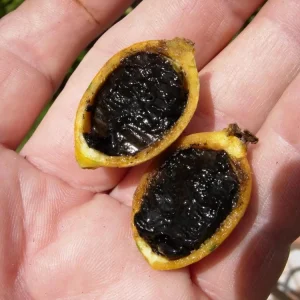 Randia Formosa Live Plant – Blackberry Jam Fruit Tree – 10-12 inches tall – Edible Fruit - Image 1