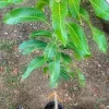Rapoza Mango Tree Live Plant – Grafted Fruit Tree – 3-4ft Tall – Outdoor - Image 1