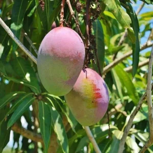 Rapoza Mango Tree Live Plant – Grafted Fruit Tree – 3-4ft Tall – Outdoor - Image 6